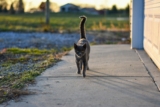 Can Cats Find Their Way Home If They Get Lost? FAQ & Tips