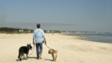 Dog Friendly Beaches On The Florida Panhandle