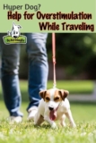 Help For Hyper Dogs – Avoid Overstimulation On Vacation