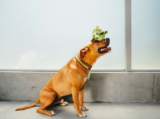 How Office Dogs Can Help Boost Businesses – P.L.A.Y.