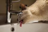 My Cat Loves Drinking from the Tap – Is That Normal?