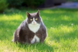 Chonks: The Internet Craze That Promotes Unhealthy Cats